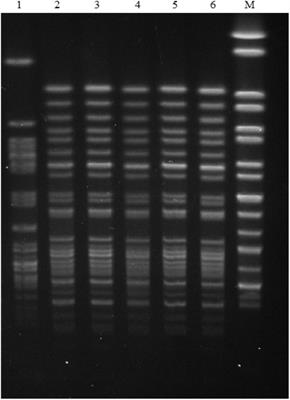 Clonal Spread of Escherichia coli ST93 Carrying mcr-1-Harboring IncN1-IncHI2/ST3 Plasmid Among Companion Animals, China